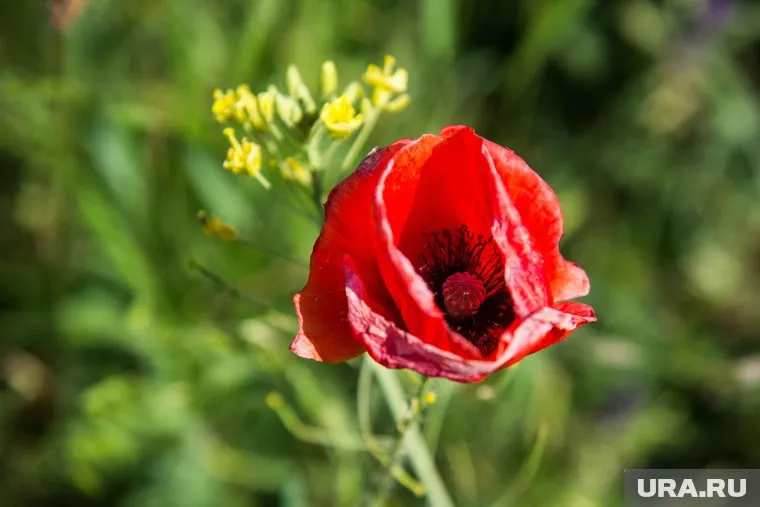 Опийный мак необходим для производства отечественных обезболивающих