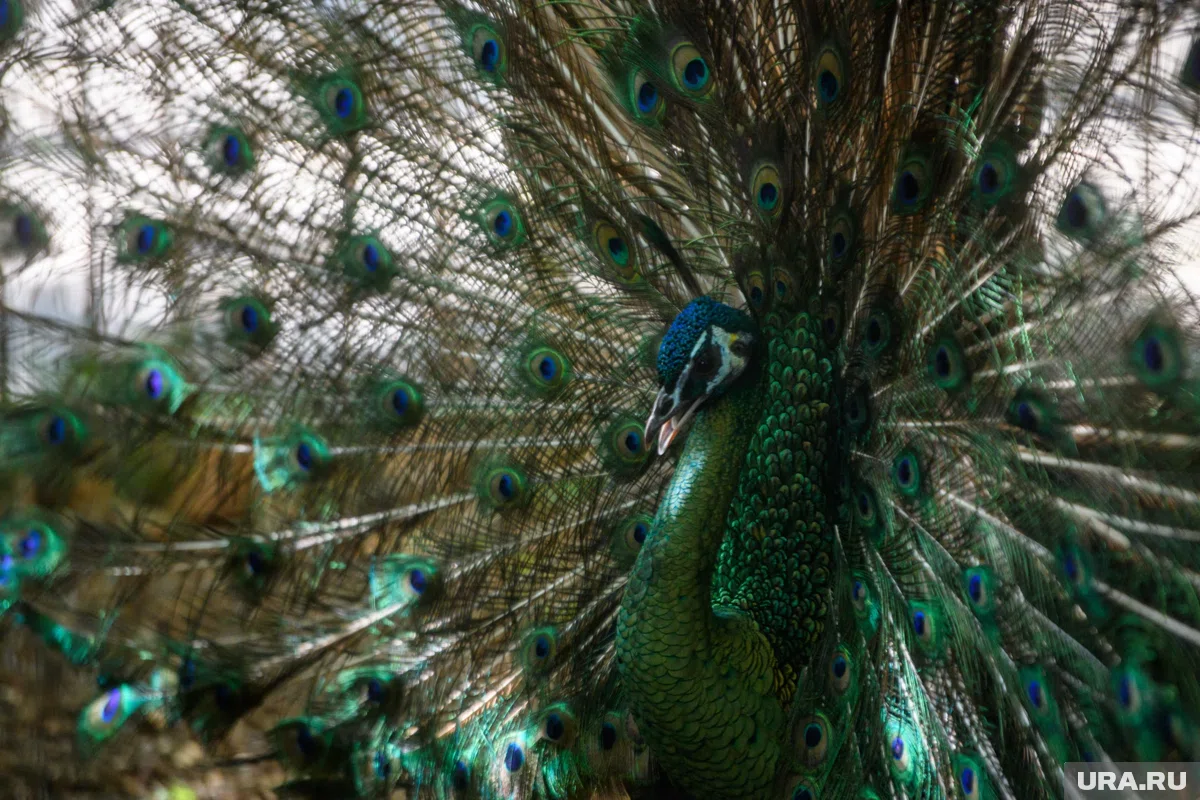 Все пять павлинов содержатся в огороженном вольере