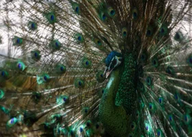 В Свердловской области продают семью павлинов за 100 тысяч рублей