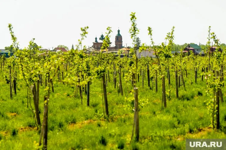 Сбором урожая в садах занимается студентка из Габона