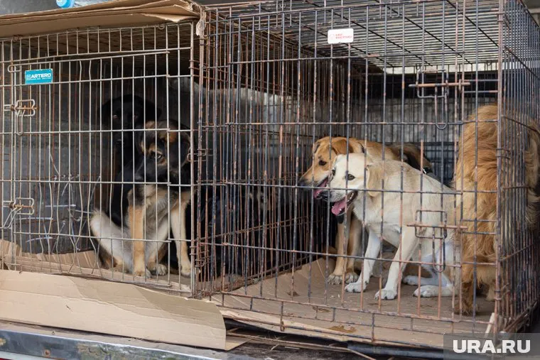 Бездомные питомцы были вывезены на безопасную территорию волгоградского приюта «Дюна»