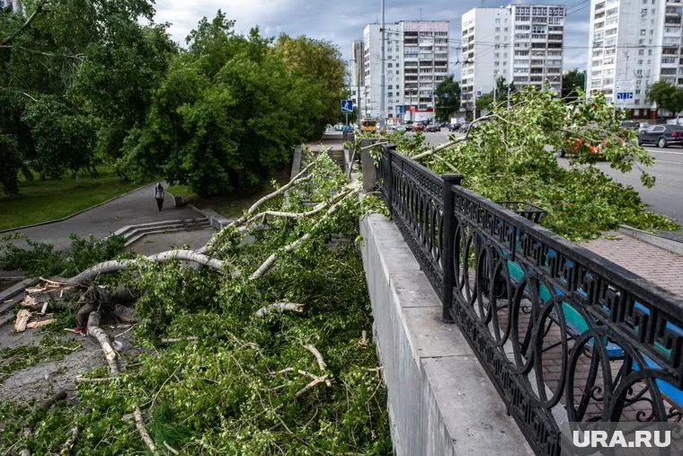 В Полевском на пенсионерку упала ветка тополя. Ночью женщина умерла от травм