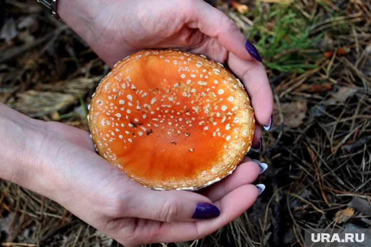 Также в предыдущем году пермяки отправили 80 кг мухоморов в США