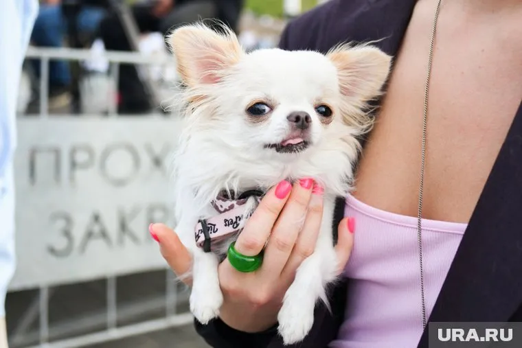 Курганцам с питомцами сложнее найти жилье в аренду