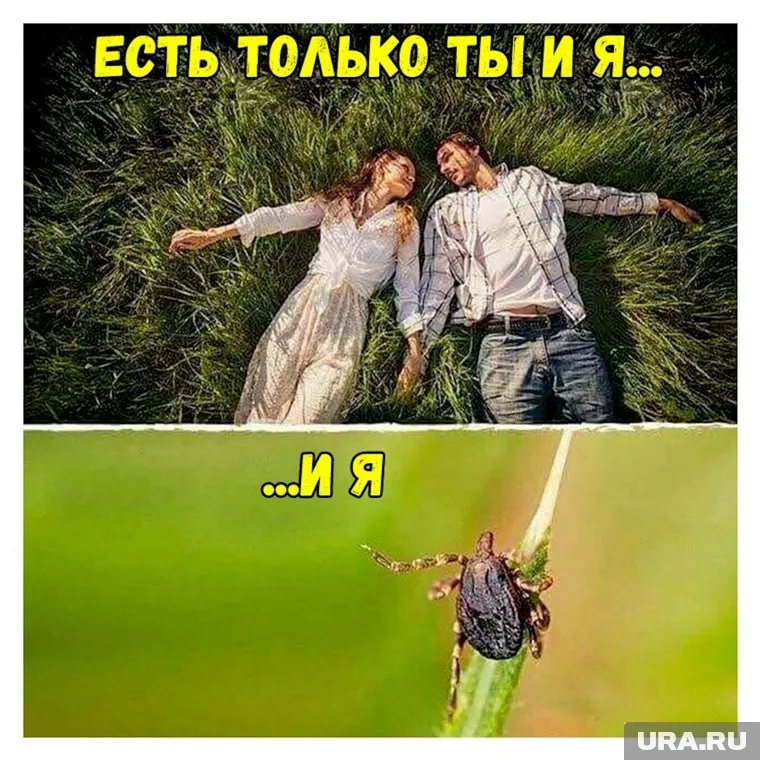 Лето. Пикники. Клещи