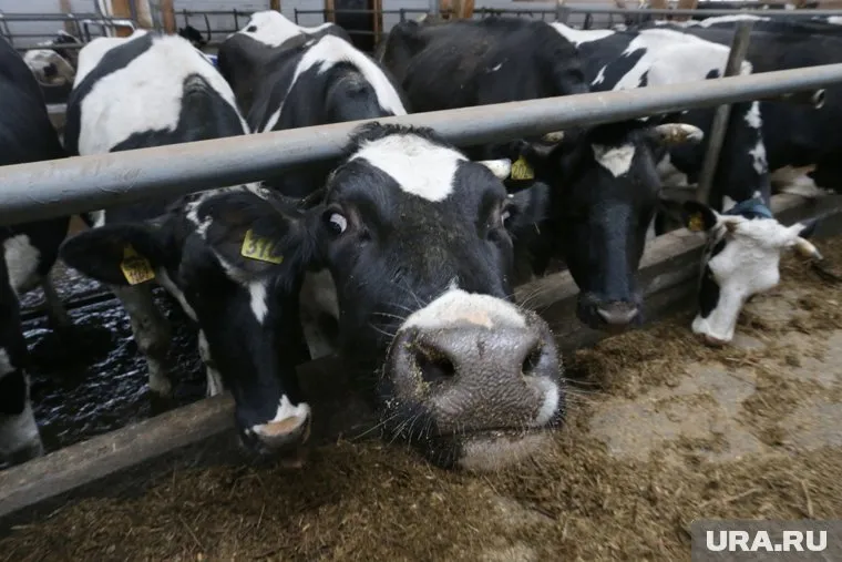 УФАС посчитало закупочные цены двух молокозаводов слишком низкими