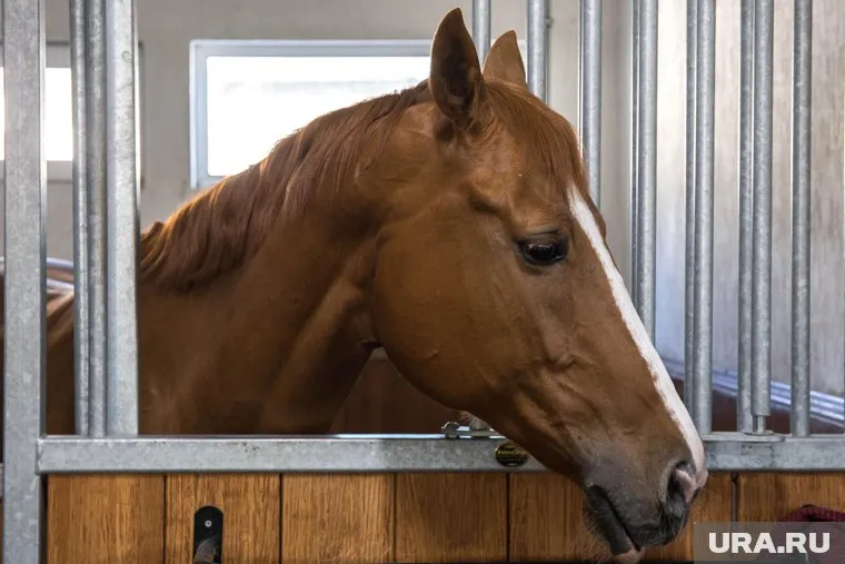 «Воспитание» лошади хлыстом подростки решили провести на площадке для выгула собак