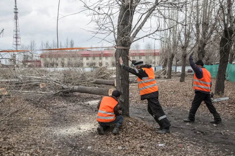 Вырубленный парк, на месте которого планируют построить бизнес-центр. Тюмень, спиленные деревья, рабочие
