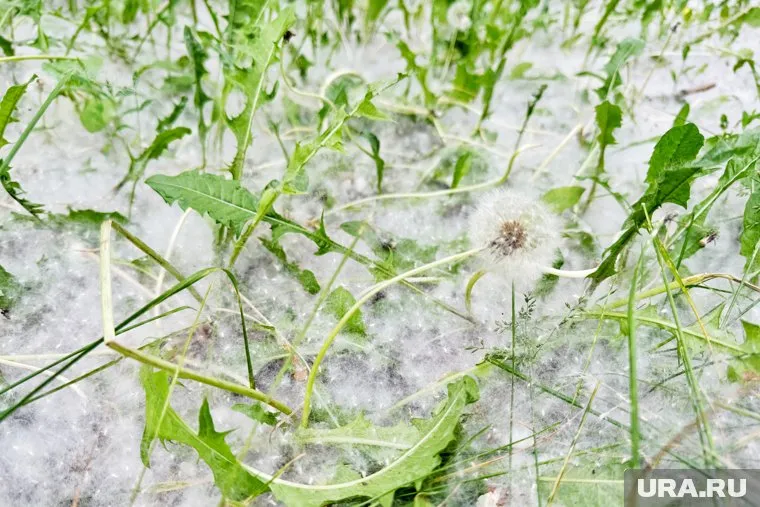 В Тюмени зафиксирован первый случай возгорания тополиного пуха