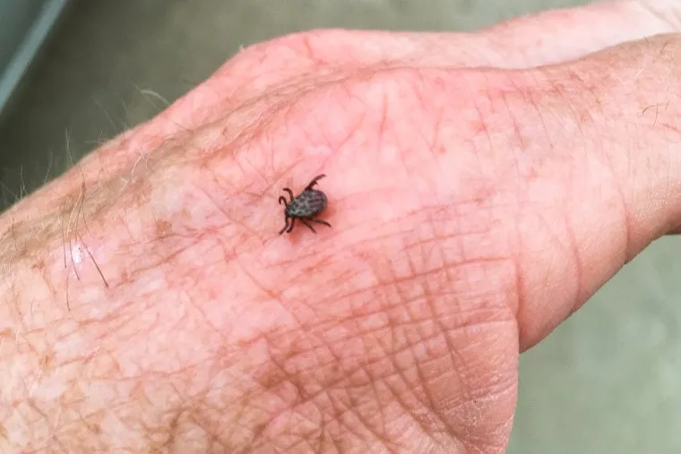 Клещ. Челябинск