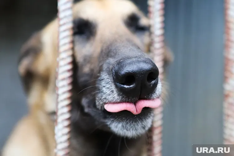 Мэру Якутска хотят отомстить за собак