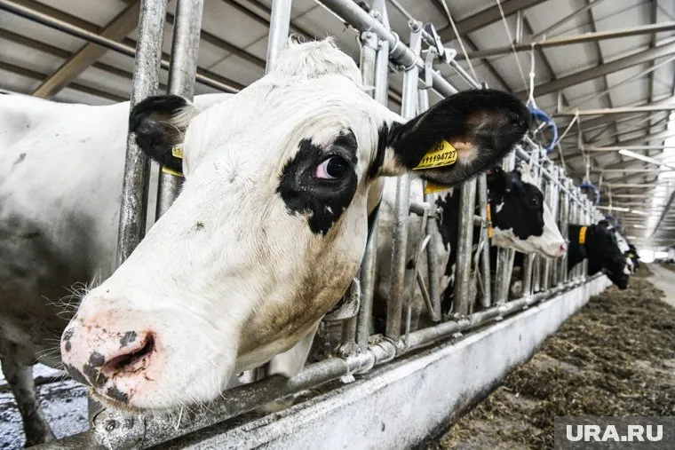 В Тюменской области продают стадо коров