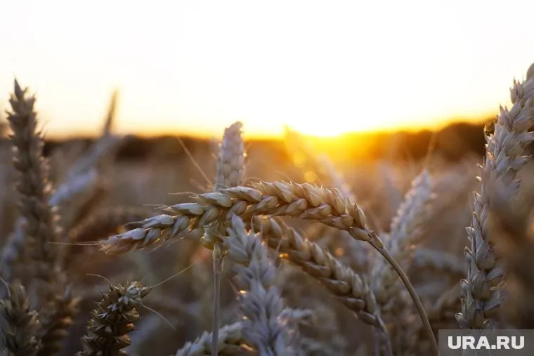 Петиция с просьбой не вывозить зерно с Украины была создана 26 июля 2022 года