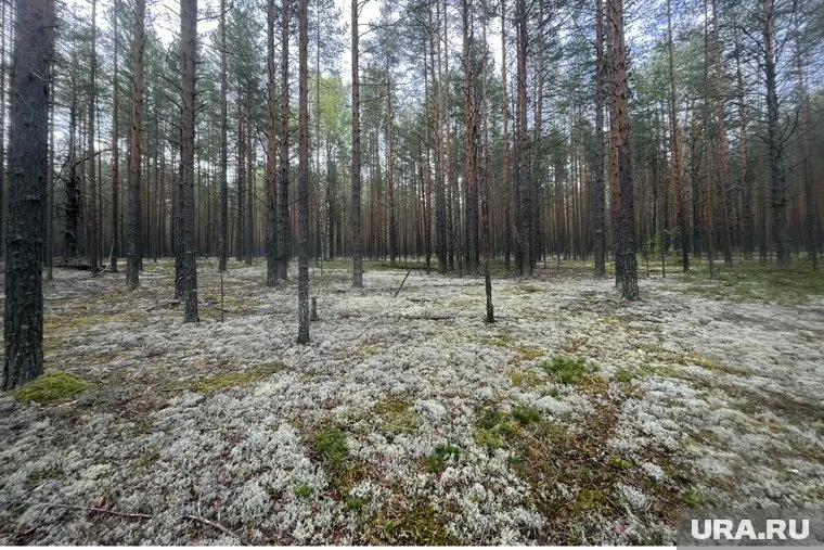 Силовики и волонтеры продолжают поиск останков (архивное фото)