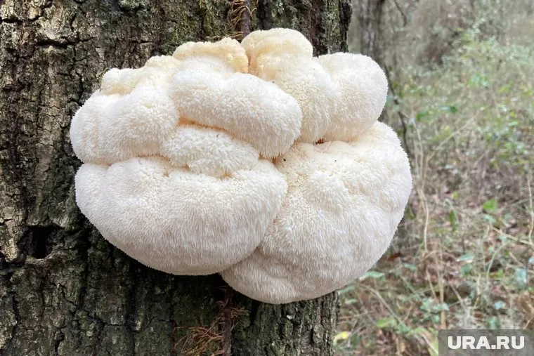 Ежовик гребенчатый используется в народной медицине