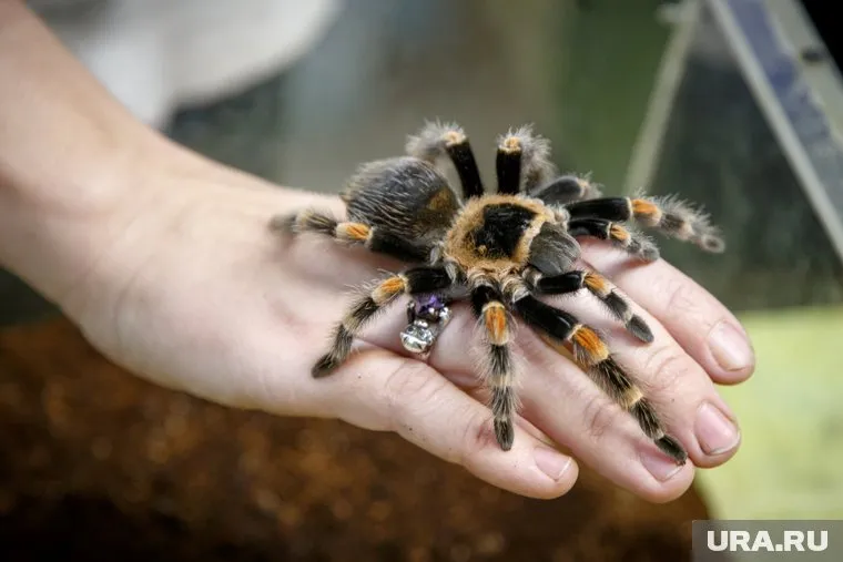 Ядовитые пауки заползают в дома жителей Курганской области