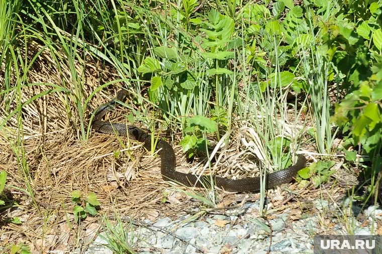 Местные жители активно обсуждают эту тему в соцсетях