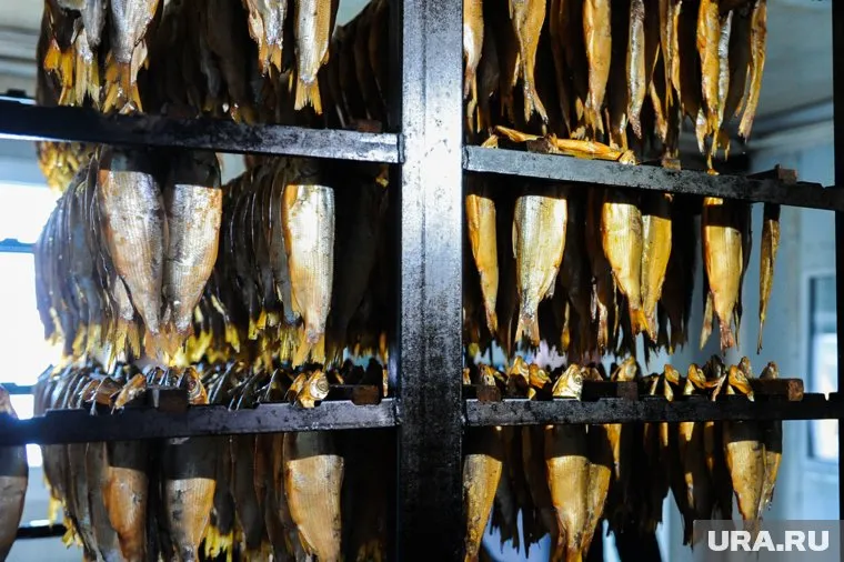 Пелядь - любимое лакомство ямальских гурманов 