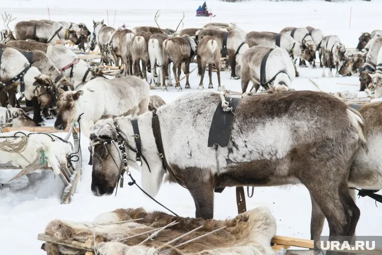 Дикие животные угрожают заразить оленей бешенством