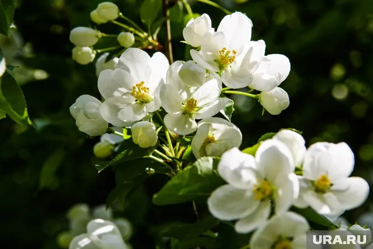 Роман Вильфанд отметил, что после праздников температура воздуха составит выше 20 градусов тепла