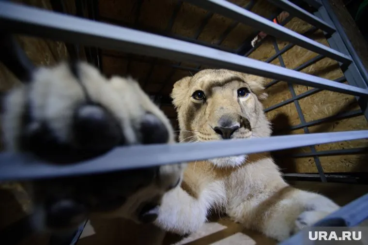 Животное с легкостью сломало решетку