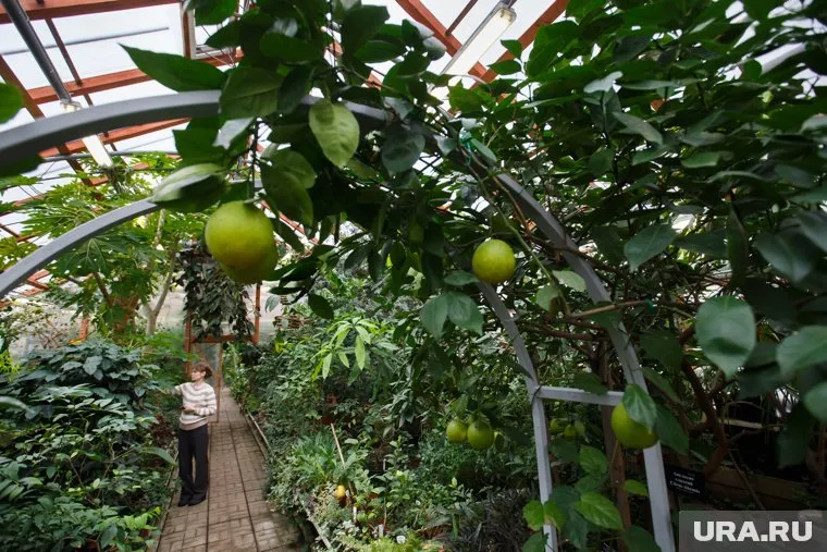 Зимний сад полностью остеклен (архивное фото)