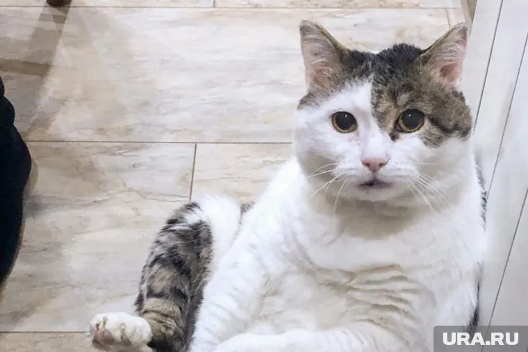 Домашним питомцам улучшили самочувствие без необходимости делать операции