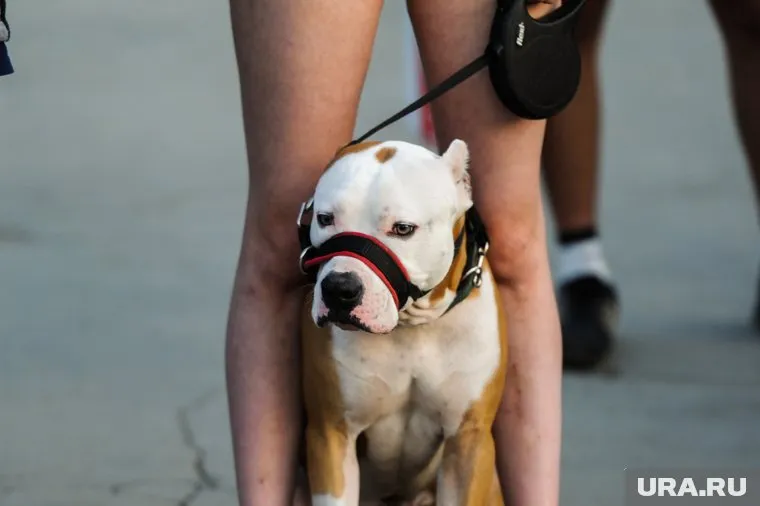В природе не существует опасных пород собак, утверждает специалист