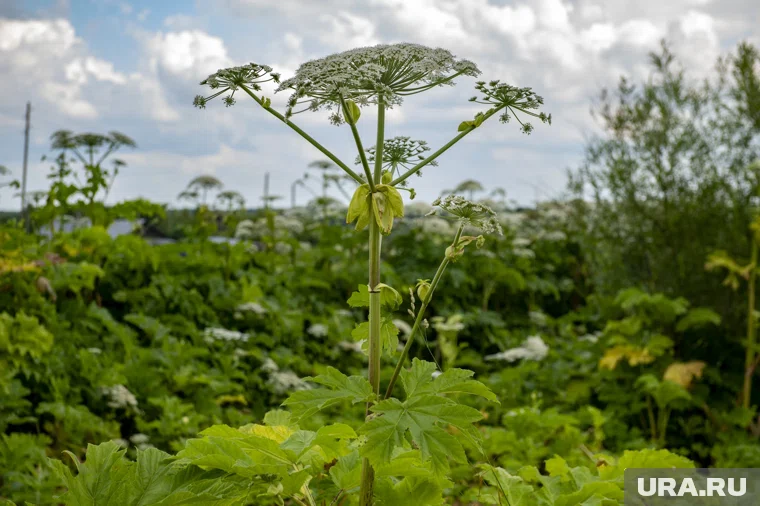 В 2025 году в Перми обработали от борщевика 135 гектаров 