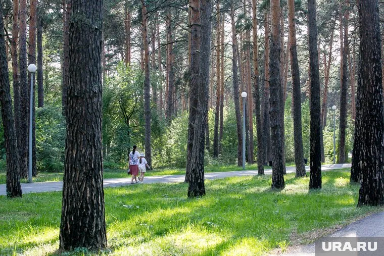 Губернатору готовят жалобу на вырубку десятков деревьев в Нижневартовске