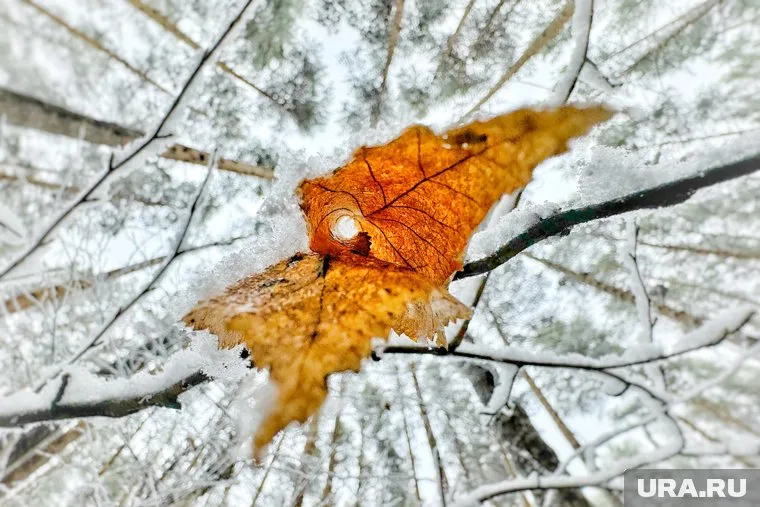 Ноябрь в Кургане будет без погодных сюрпризов