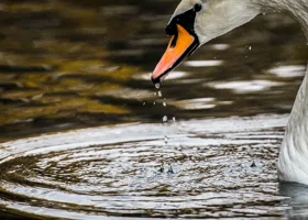 В Чайковском спасатели выехали на реку, где жители заметили замерзающих лебедей