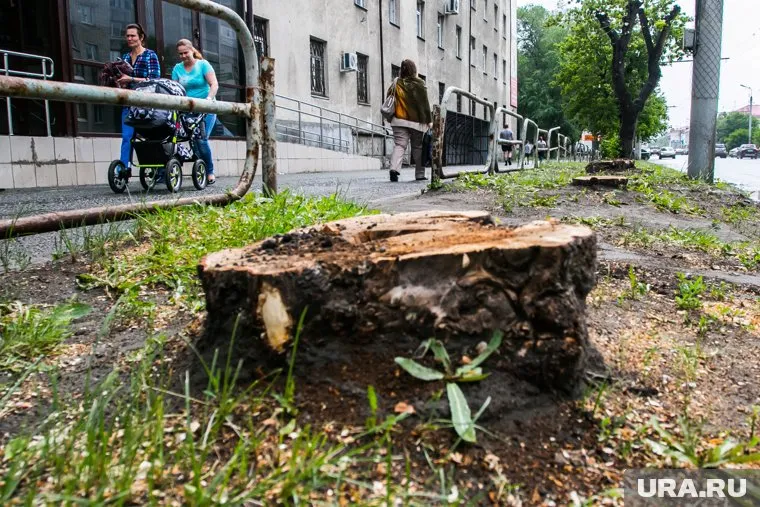 На рубку деревьев в Кургане выделят еще почти 3,5 млн рублей