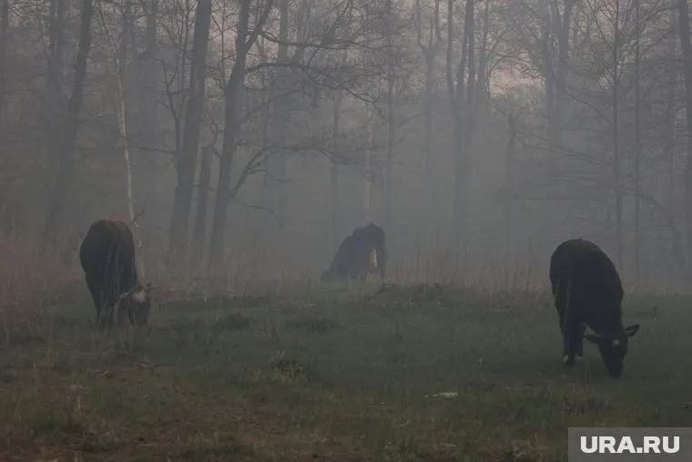 После верхового пожара тайге на восстановление нужно несколько десятков лет, отметила Валентина Сухомлинова