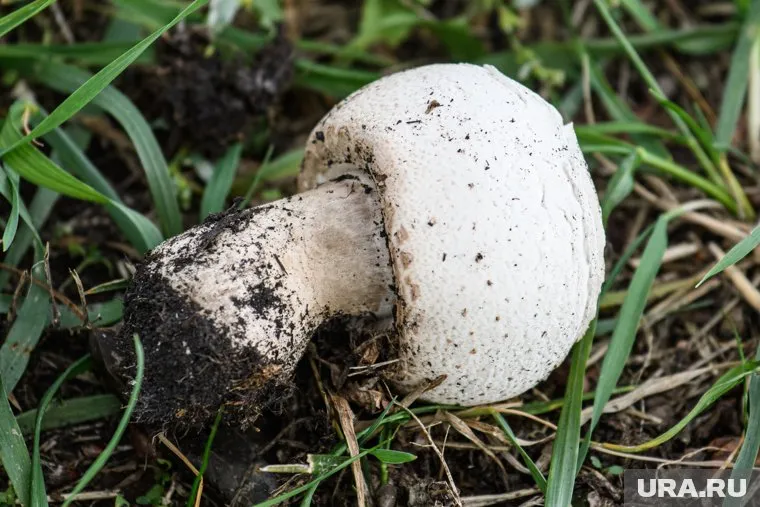 Муж и жена поели грибы и скончались