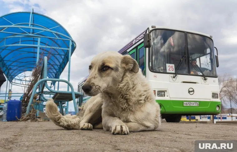 Женщина обнаружила травмированного пса возле дороги
