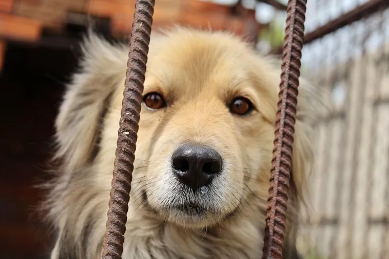 Приют для животных. Курган