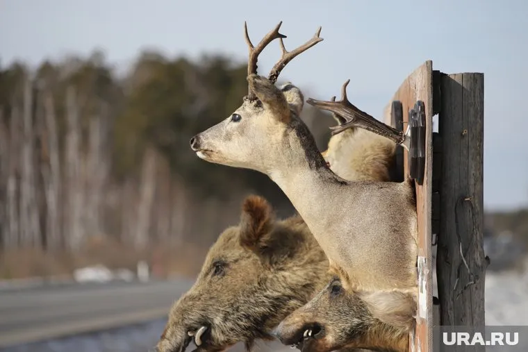Курганские косули перестали бояться людей