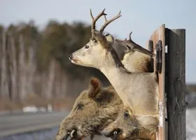 Откуда в Курганскую область приходят косули-мигранты