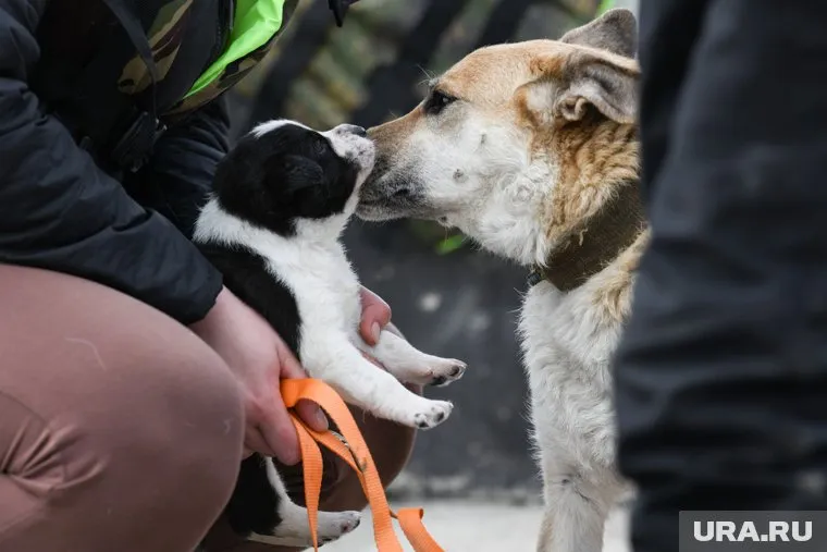 У эвакуированных жителей было 34 кота и 11 собак