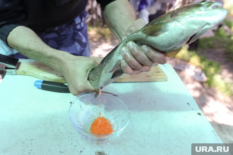 Форель местного производства поступит на рынки Ямала осенью