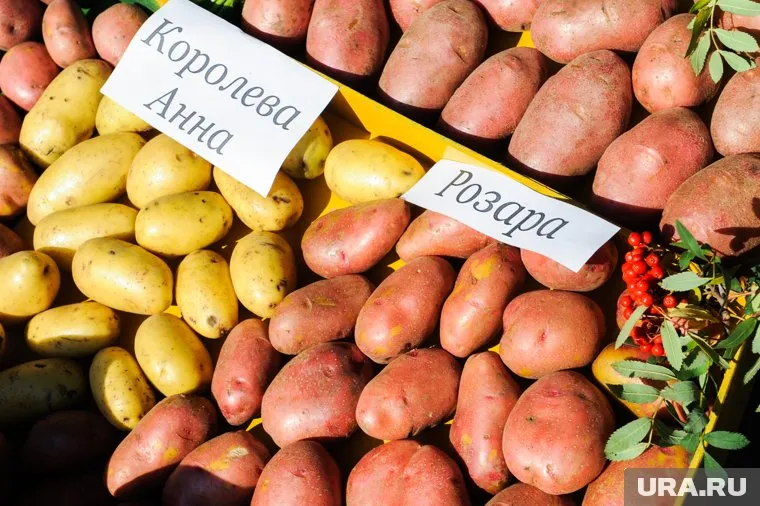 Штрафы коснутся только тех, кто собирается продать выращенное