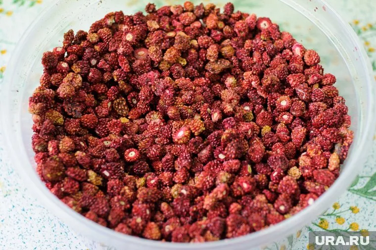 Земляника уже спеет в районе Велижанского тракта в Тюмени