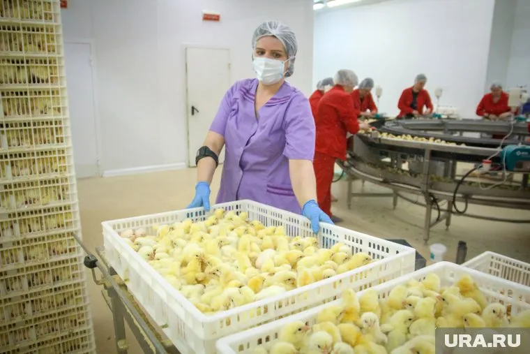 На птицефабрике в Марий Эл были заражены 36 сотрудников