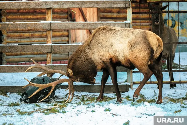 Рога маралов используют для создания биодобавок и лекарств
