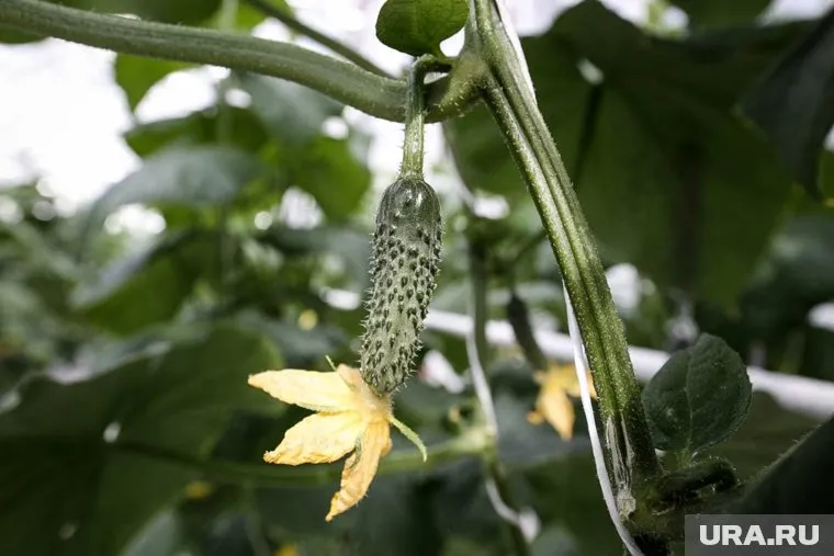 Башня БМП защищает клумбу с огурцами от ветра