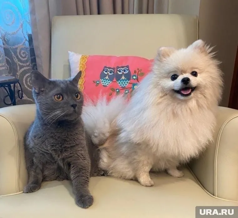 В семье губернатора живут кот и собаки