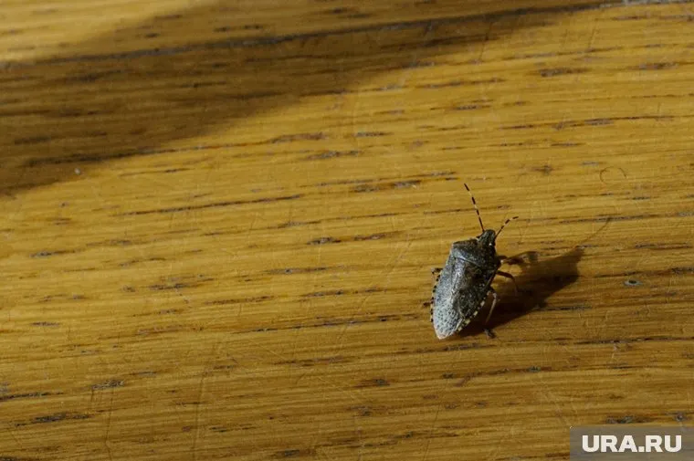 По словам автора поста, жук издавал громкие звуки (фото из архива)