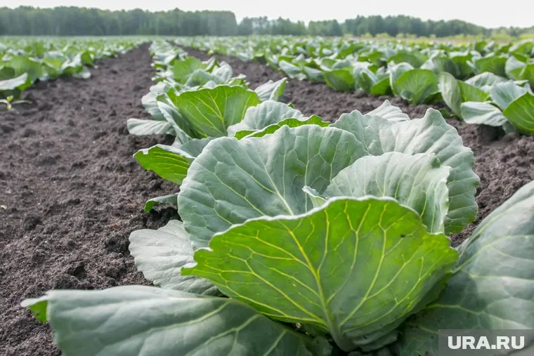 Дачники собирают урожай капусты в последний месяц осени — в октябре