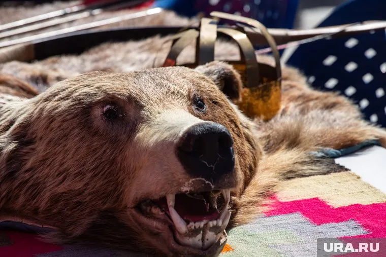 Преступление произошло в охотничьих угодиях Пуровского района, сообщают в надзорном ведомстве